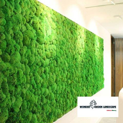 Thi công tường rêu nội thất 2 tuong reu noi that 001
