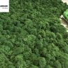 Thi công tường rêu nội thất 11 tuong reu noi that 002